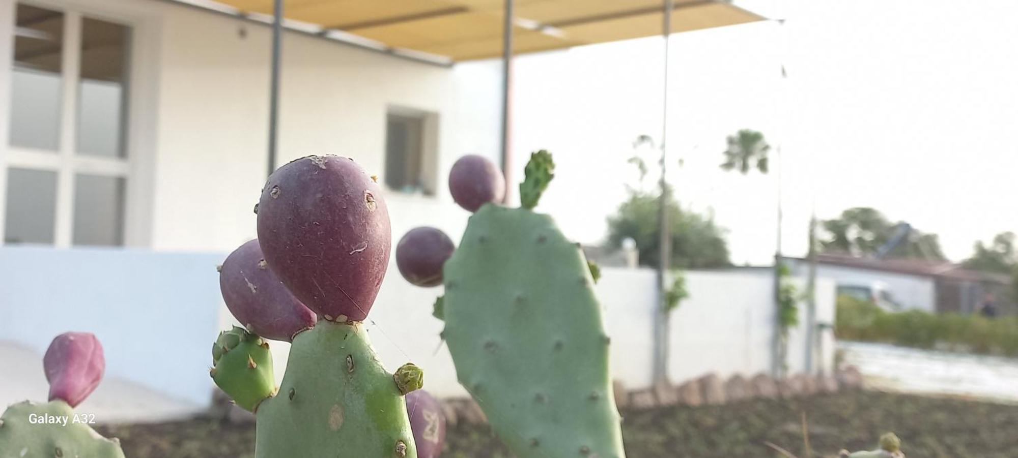 Almademari Giglio Casa Vacanza 파키노 객실 사진